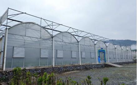 An Introduction to Multispan Plastic Film Greenhouses: Advantages and Applications